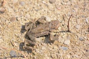 uhynutý jedinec Bufo bufo
