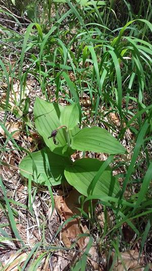 Odkvitnuté Cypripedium calceolus na TML