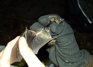 Barbastella barbastellus