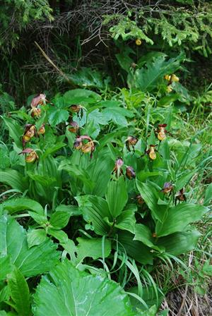Cypripedium calceolus na TML
