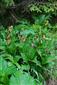 Cypripedium calceolus na TML