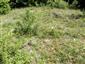 Suchomilné travinnobylinné a krovinové porasty na vápnitom podloží (*dôležité stanovištia Orchideaceae) (16.7.2014)