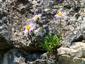 Aster alpinus