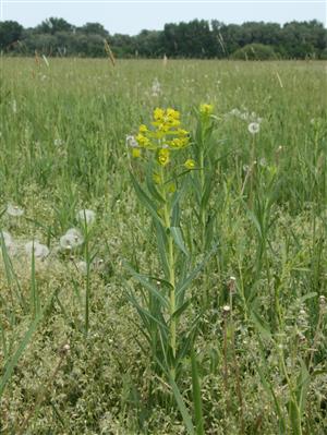 Tithymalus lucidus, na lokalite častý druh 