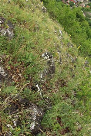 Záber na monitorovaný biotop.