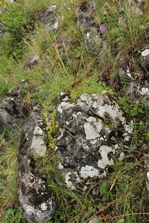 Záber na monitorovaný biotop.