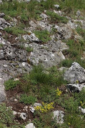 Záber na monitorovaný biotop.
