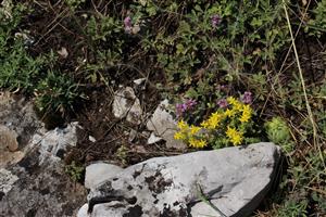 Záber na monitorovaný biotop.