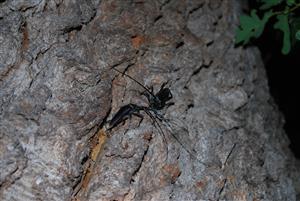 Cerambyx cerdo - nočný súboj dvoch samcov