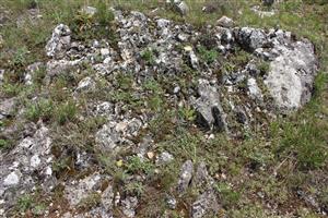 Záber na monitorovaný biotop.