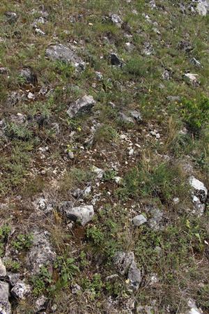 Záber na monitorovaný biotop.