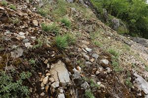 Pioniersky porast so Sedum album a Poa badensis