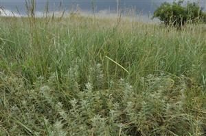 Artemisia pontica v poraste