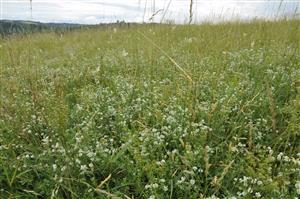 Porast s Dorycnium herbaceaum