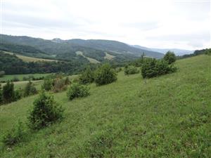 Pohľad na TML_5130_072. Preriedený porast borievok