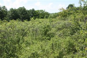 Zarastené terasované vinice