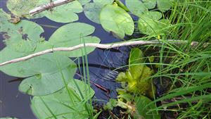 TML, inštalácia pascí