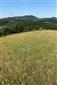 Suchomilné travinnobylinné a krovinové porasty na vápnitom podloží (*dôležité stanovištia Orchideaceae) (24.6.2018)