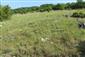 Suchomilné travinnobylinné a krovinové porasty na vápnitom podloží (*dôležité stanovištia Orchideaceae) (23.6.2018)