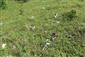 Suchomilné travinnobylinné a krovinové porasty na vápnitom podloží (*dôležité stanovištia Orchideaceae) (23.6.2018)