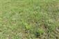 Suchomilné travinnobylinné a krovinové porasty na vápnitom podloží (*dôležité stanovištia Orchideaceae) (23.6.2018)
