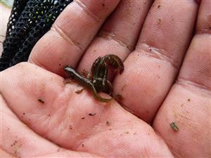 Triturus montadoni a Rana temp.