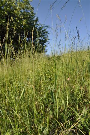 Lathyrus nissolia subsp. pubescens v poraste