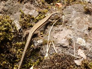 Lacerta muralis