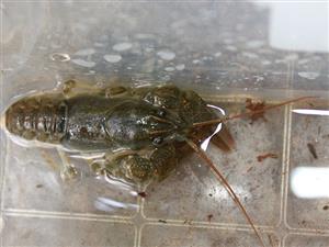 dospelý jedinec Austropotamobius torrentium