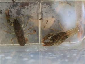 nedospelé jedince Austropotamobius torrentium