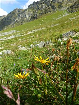 Senecio abrotanifolius ssp. carpathicus