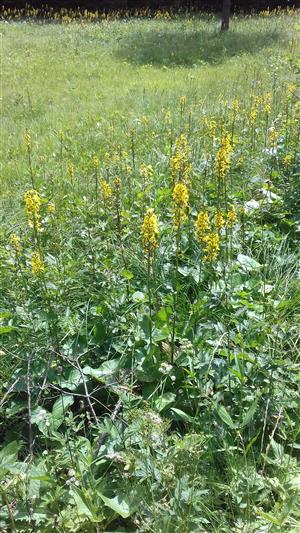 Druh Ligularia sibirica