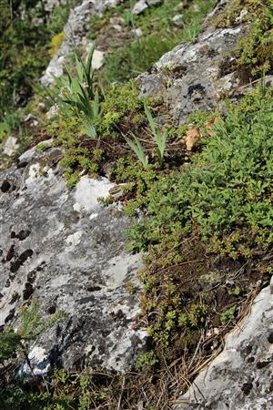Záber na monitorovaný biotop.