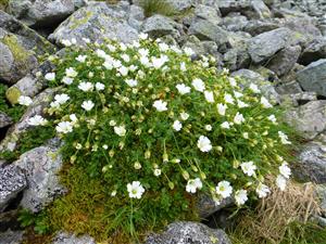 Cerastium uniflorum