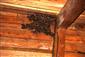 kolónia Myotis emarginatus