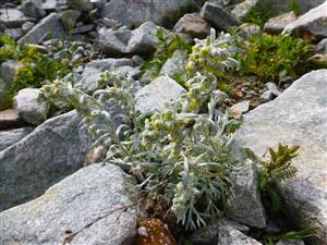 Artemisia eriantha