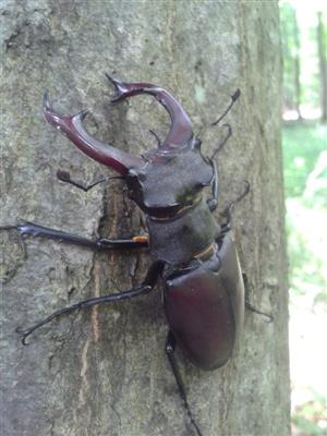 Lucanus cervus - samec