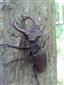 Lucanus cervus - samec