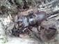 Lucanus cervus - uhynutý samec