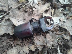 Lucanus cervus - uhynutý samec2