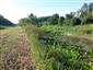 mlok dunajský (21.8.2017)