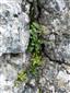 Karbonátové skalné steny a svahy so štrbinovou vegetáciou (21.6.2018)