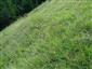 Suchomilné travinnobylinné a krovinové porasty na vápnitom podloží (*dôležité stanovištia Orchideaceae) (31.7.2018)