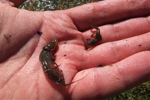 larvy Triturus cristatus a  Lissotriton montandoni (možný aj Mesotriton alpestirs) odchytené na lokalite