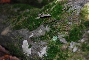 Dicranum viride na TMP3