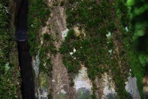 Dicranum viride na TMP7