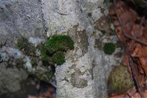 Dicranum viride na TMP4
