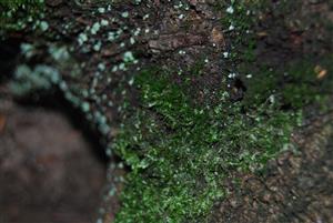 Dicranum viride na TMP5