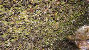 Ochyraea tatrensis na TMP7