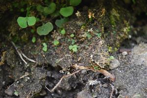 Mannia triandra na TMP11